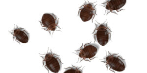 Bed Bugs Bedbugs Queens NY Bed Bugs Roach Ants Termite Mice Rat Pest Controls Exterminator