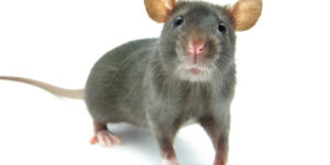 Mice Rats Mouse Queens NY Bed Bugs Roach Ants Termite Mice Rat Pest Controls Exterminator