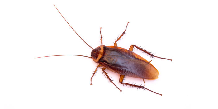 Roaches Cockroaches Queens NY Bed Bugs Roach Ants Termite Mice Rat Pest Controls Exterminator