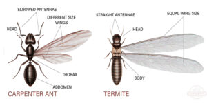 Termites Queens NY Bed Bugs Roach Ants Termite Mice Rat Pest Controls Exterminator
