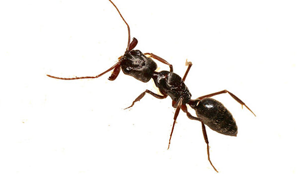 Queens Exterminator Ants