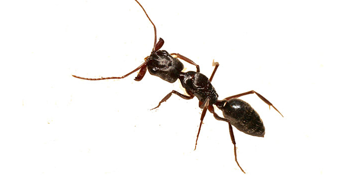 Queens Exterminator Ants