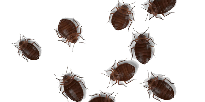 Queens Exterminator Bed Bugs Bedbugs