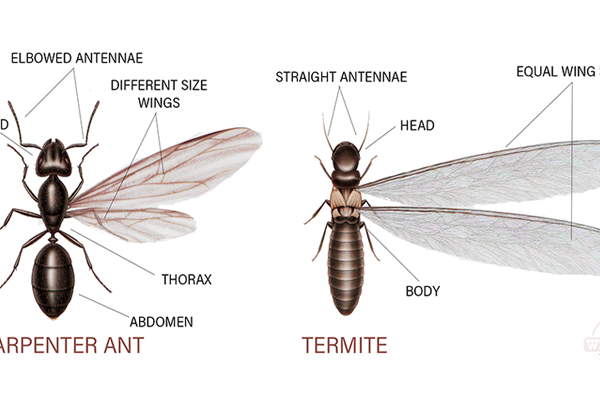 queens exterminator termites