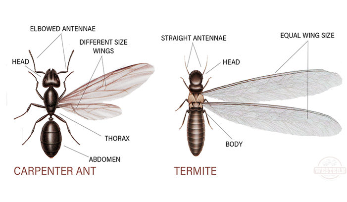 queens exterminator termites